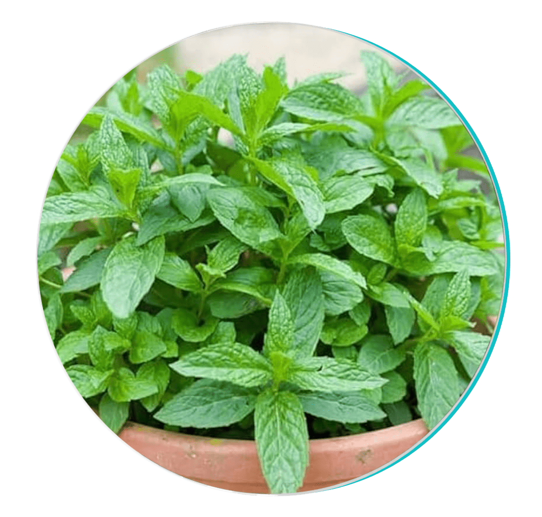 Peppermint Ingredient