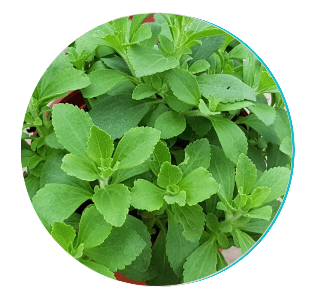Stevia Ingredient